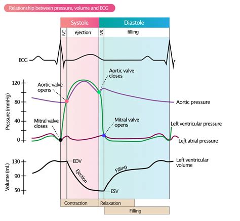 right ventricular end diastolic pressure